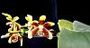 Phalaenopsis kunstleri-orchids-001-jpg