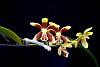 Phalaenopsis kunstleri-orchids-011-jpg