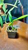 Questions about repotting bulbophyllum-img_20160505_205844327_hdr-1-jpg