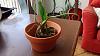 Questions about repotting bulbophyllum-img_20160508_101539552-jpg