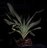 angraecum sesquipedale:  questions re roots &amp; yellowing leaves-4-jpg