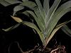 angraecum sesquipedale:  questions re roots &amp; yellowing leaves-4-leaves-yellowing-jpg