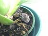 Onc and Phal: White stuff on potting mix and brown roots?-image-jpg