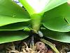 Phalaenopsis bellina - too many inflorescences?-phalaenopsis-bellina-2016-jpg