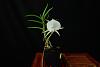 Angraecum scottianum-angraecum-scottianum-009-jpg