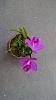 Now in flower-laelia-sincorana-2-copy-jpg