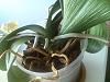 To Downsize pot or not to downsize the pot...-cam00545-jpg