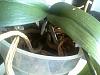 To Downsize pot or not to downsize the pot...-cam00546-jpg