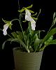 Euchile (Encyclia) mariae in bloom-_dsc7702_2016-06-22_7167-jpg