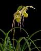 Phrag. pearcei var. ecuadorense in bloom-_dsc7699_2016-06-22_7164-jpg