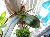Phalaenopsis lindenii-010-jpg