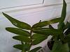 What's wrong with my Dendrobium leaves?-denleaves-jpg