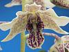 Dendrobium Nora Tokunaga x abberans blooms-dscn0016-jpg