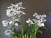 Dendrobium Nora Tokunaga x abberans blooms-dscn0050-jpg