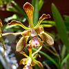 Possible Oncidium Orchid with Green, Brown, and Pink-unidentifiedorchid-jpg