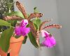 Cattleya aclandiae coerulea x leopoldii-cattleya-aclandiae-coerulea-leopoldii-2-7-16-jpg