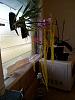 Bought mounted orchids.  Send help!-dendrochilum-jpg