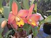 Color change over life of bloom-orchidglade-3-jpg