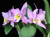 Color change over life of bloom-orchidglade-3-2-jpg