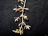 Cymbidium aloifolium-img_3058-jpg