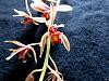 Cymbidium aloifolium-img_3069-jpg