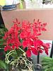 Renanthera Kalsom &quot;Red Dragon&quot;-img_1448-jpg