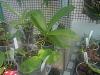 my small summer greenhouse-p8070144-jpg