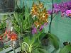my small summer greenhouse-p8070147-jpg