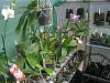 my small summer greenhouse-p8070148-jpg