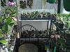 my small summer greenhouse-p8070149-jpg