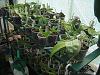 my small summer greenhouse-p8070150-jpg