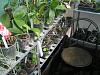 my small summer greenhouse-p8070151-jpg