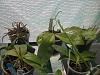 my small summer greenhouse-p8070153-jpg