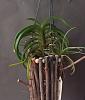 Neostylis Lou Sneary &quot;mounted&quot;-fo-neo-jpg
