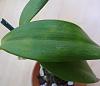 Need experienced opinion asap - not familiar with the disease/fungus on my Cattleya-p1240317-jpg