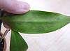 Need experienced opinion asap - not familiar with the disease/fungus on my Cattleya-p1240318-jpg