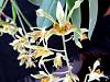 Dendrobium venustum-denvens08164-jpg