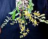 Dendrobium venustum-denvens08161-jpg