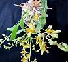 Dendrobium venustum-denvens08162-jpg