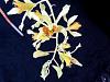 Dendrobium venustum-denvens08163-jpg