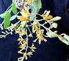 Dendrobium venustum-denvens08165-jpg