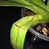 Broken leaf on Paphiopedilum-paphiopedilum-broken-leaf-jpg