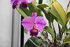 Cattleya trianae 'Cashens' prices.-img_6550-jpg