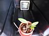 Wine cooler for cold growing orchids-002-jpg