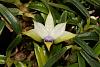 Dendrobium cyanocentrum-bloom-stacked-jpg