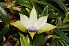 Dendrobium cyanocentrum-img_2304-jpg