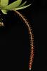 Oberonia sp. Philipinnes-img_5427-jpg