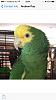 Pissed-off Pet Parrots vs. Paphiopedilum Isabel Booth-dyha_1-jpg