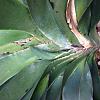 Crown Rot and New Side Growth on Angraecum Sesquipedale-angraecum-growth-jpg