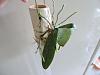 Phalaenopsis lindenii-008-jpg